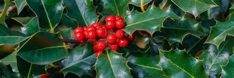 When to trim holly bushes. Things To Know About When to trim holly bushes. 